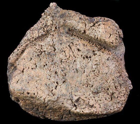 Ankylosaur Scute - Alberta (Disposition #-) #71692
